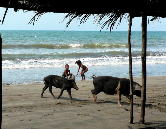 51- Les cochons de Manzanillo 